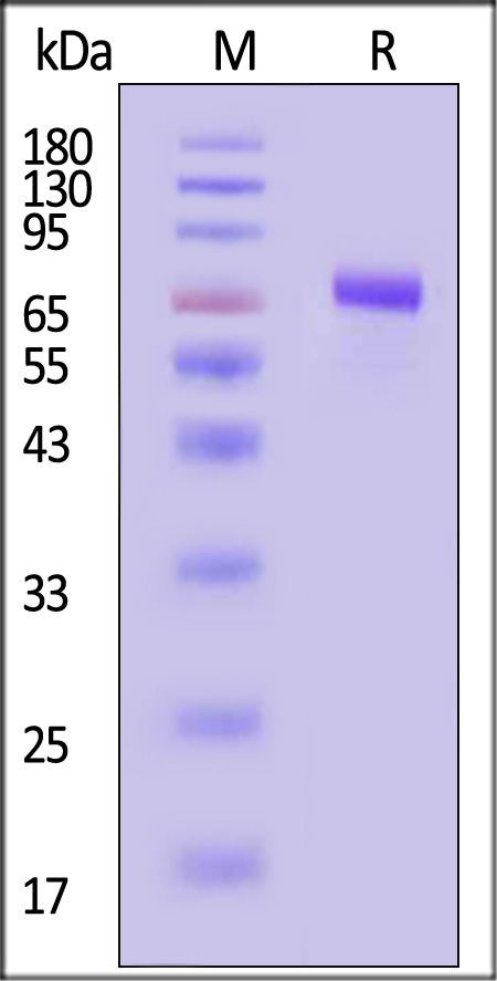 CD48 SDS-PAGE