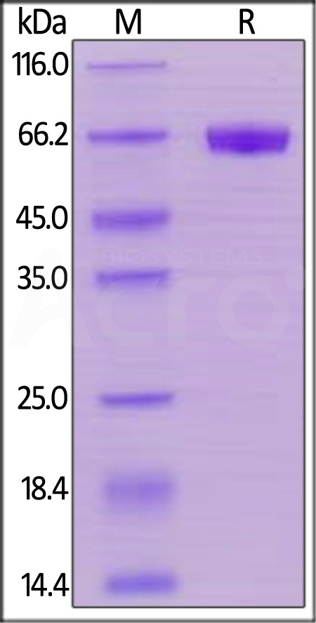 CD48 SDS-PAGE