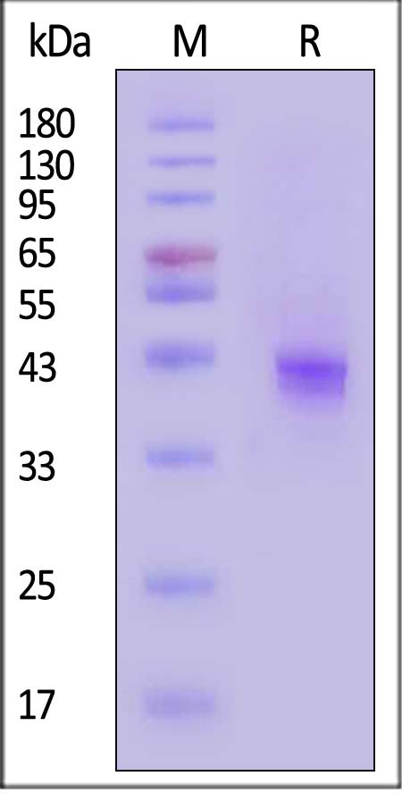 BCMA SDS-PAGE