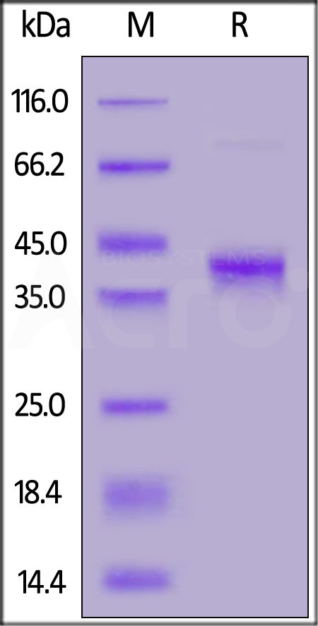 BCA-C5253-sds