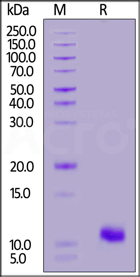 BCMA SDS-PAGE