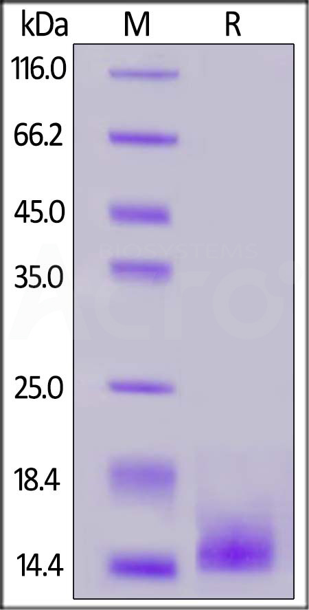 BCMA SDS-PAGE