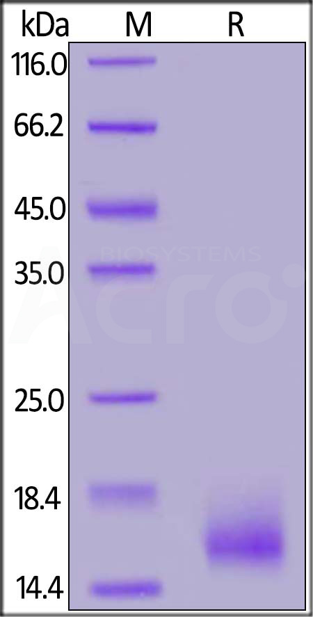 BCMA SDS-PAGE