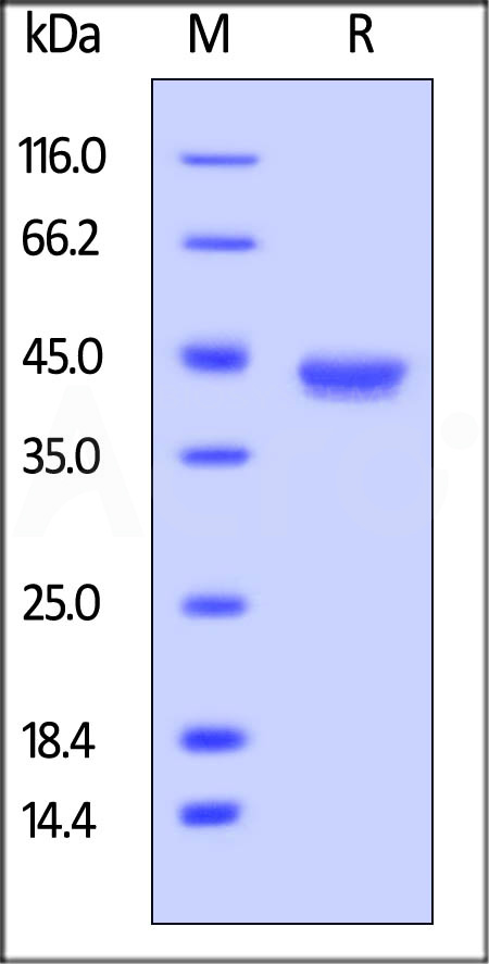 BCA-C82F4-sds