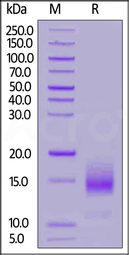 BCMA SDS-PAGE