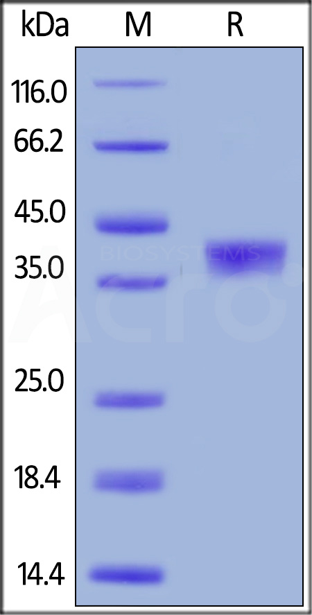 BCMA SDS-PAGE