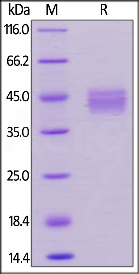 BCA-H5259-sds