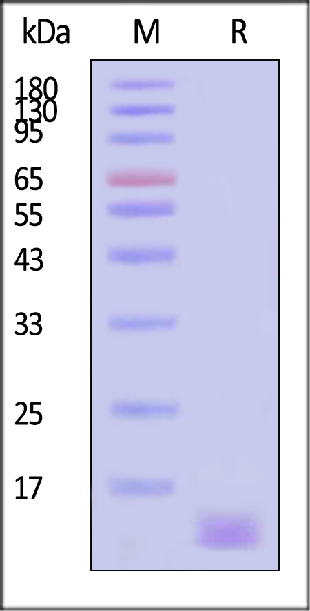 BCA-H82E4-sds