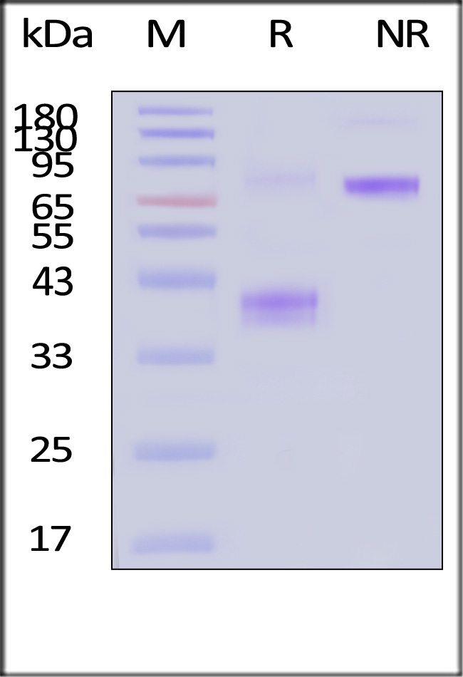 BCA-HF254-sds