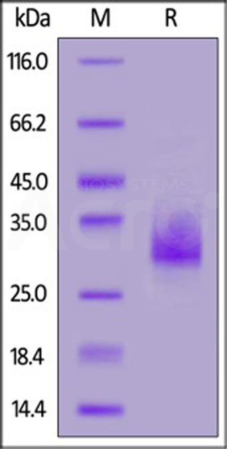 BCA-HF2H3-sds