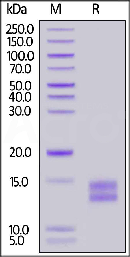 BCA-M52H3-sds