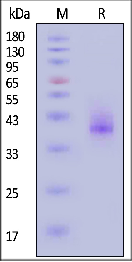 BCMA SDS-PAGE