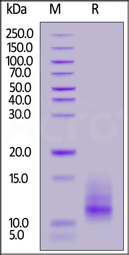 BCA-R52H3-sds