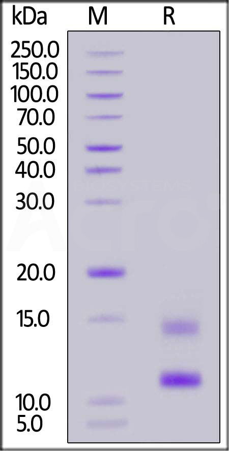 BCMA SDS-PAGE