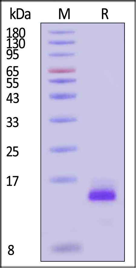 BDNF SDS-PAGE