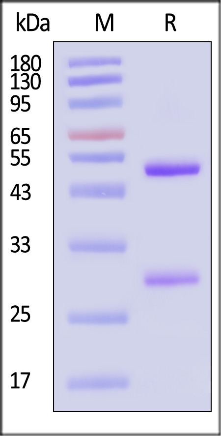 Bevacizumab SDS-PAGE