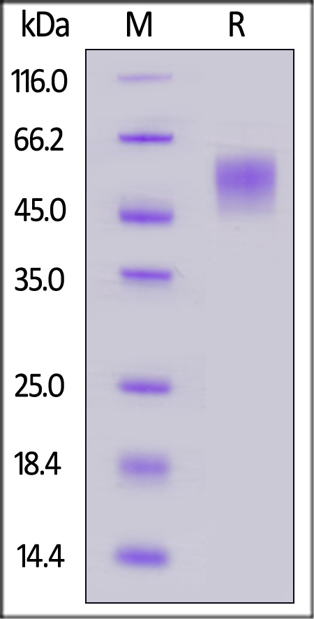 BEP-V5221-sds