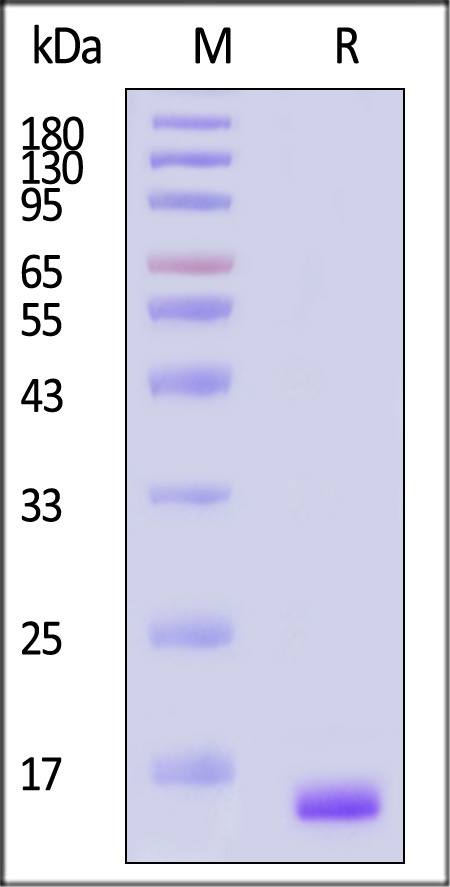 BFF-H4117-sds