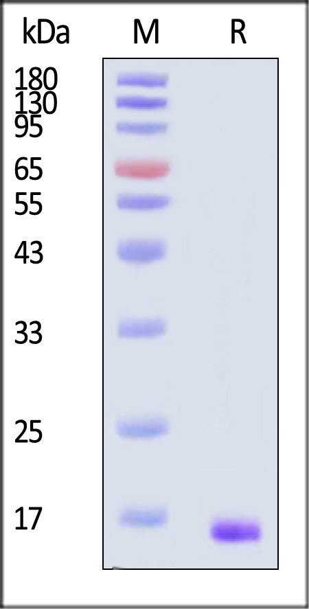 BFF-H5115-sds