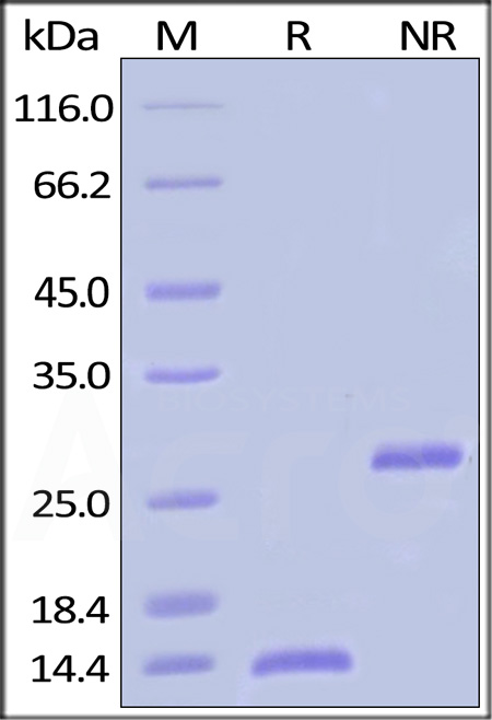 BM2-H4117-sds