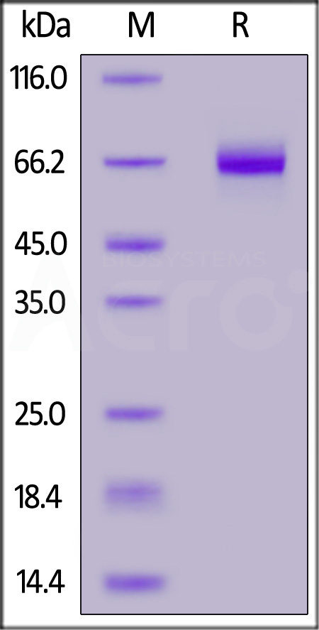 BT1-H52F5-sds