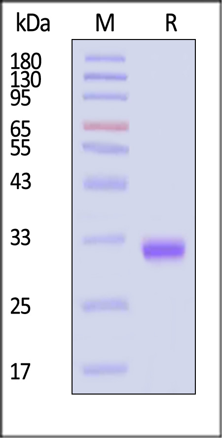 BT1-H82E4-sds