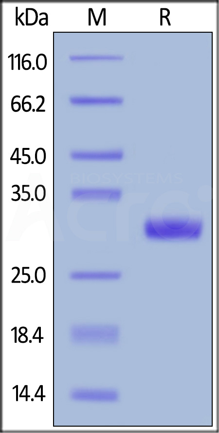 BT2-H82E7-sds