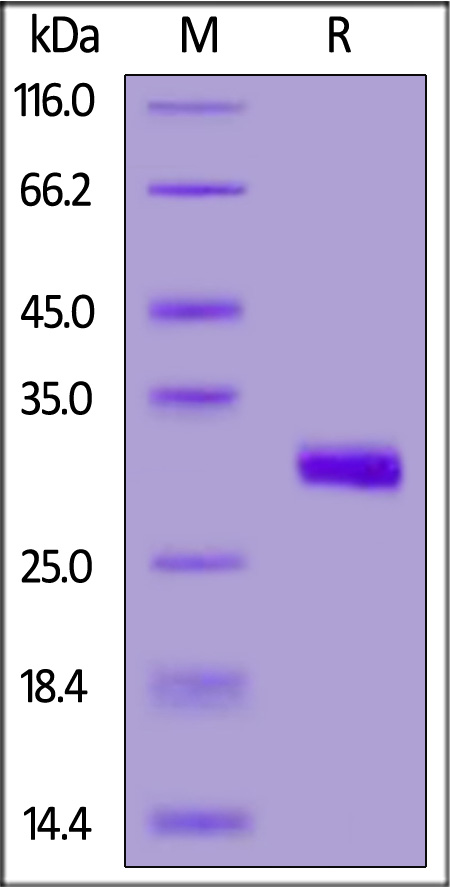 BT3-H52H0-sds