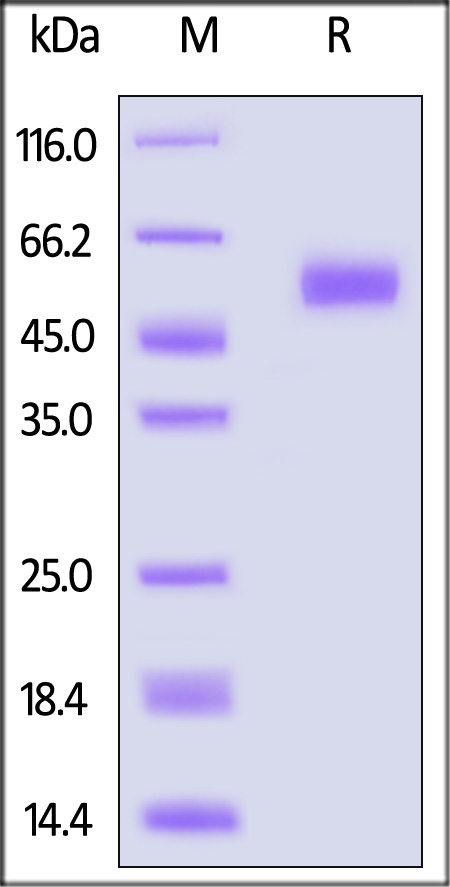 BTA-H5254-sds