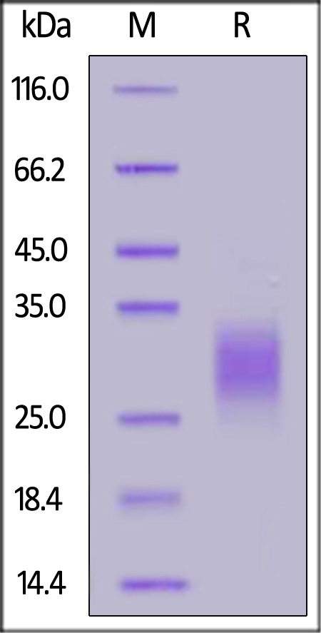 BTA-H52H3-sds