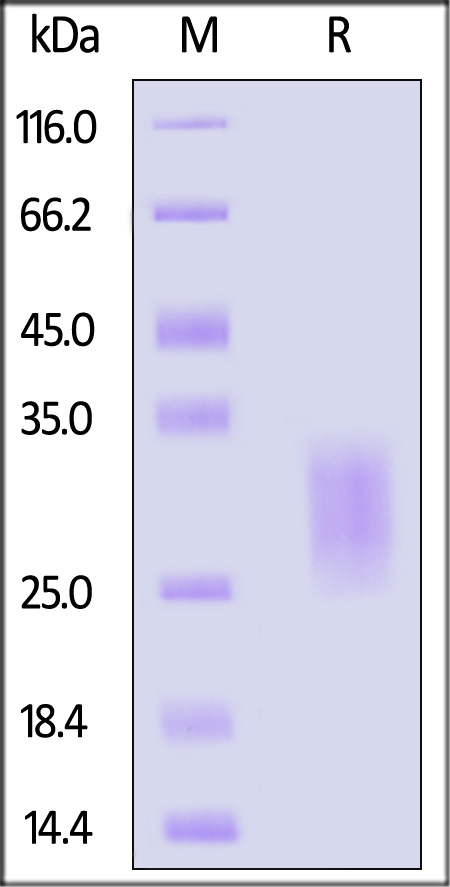 BTLA SDS-PAGE