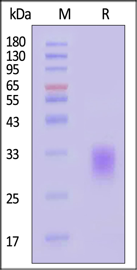 BTLA SDS-PAGE