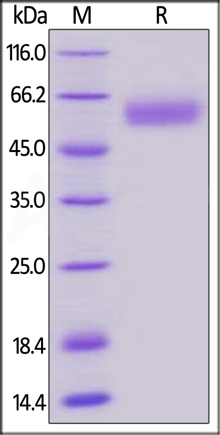 BTLA SDS-PAGE