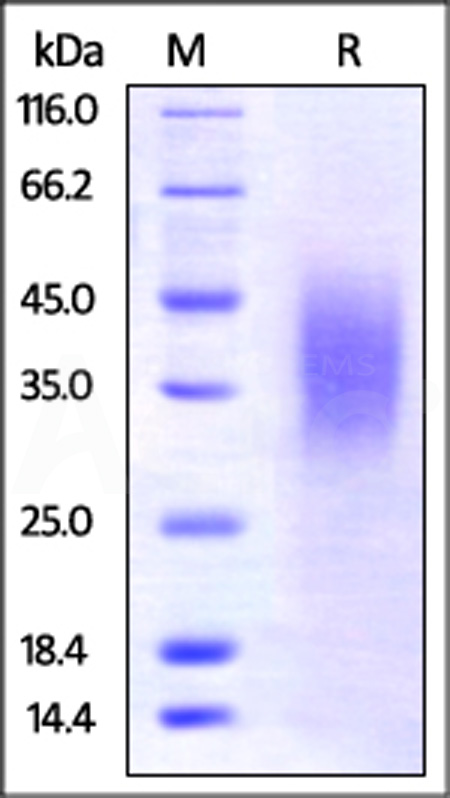 BTA-M52E2-sds