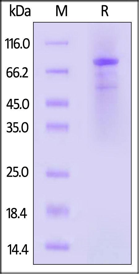 BTK-H55H3-sds