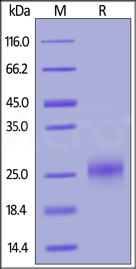 CD160 SDS-PAGE