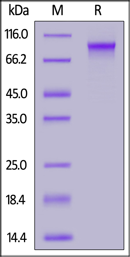 C11-H82E9-sds