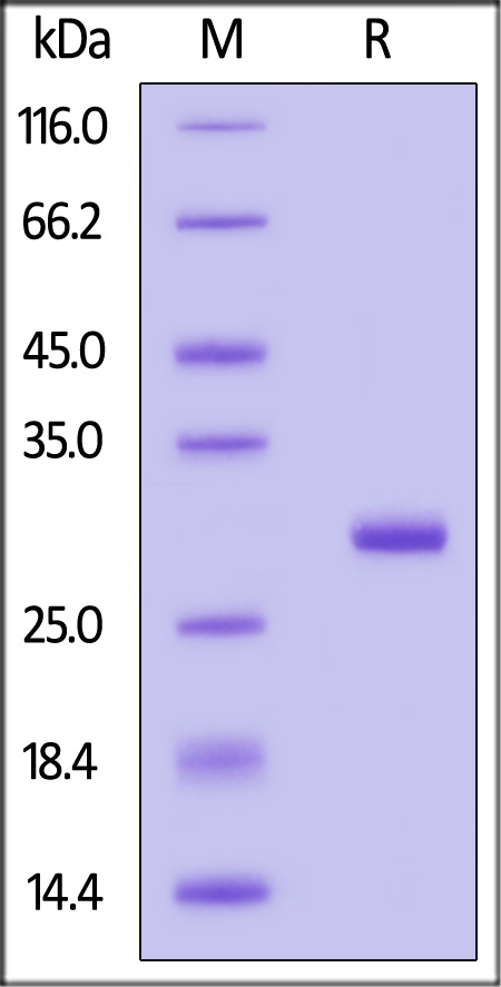 C1P-H5122-sds