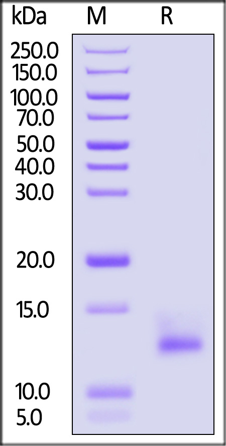 Complement C5a SDS-PAGE