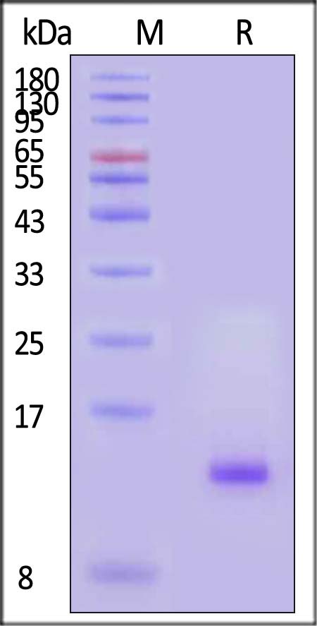 Complement C5a SDS-PAGE