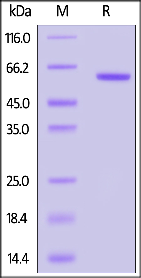 CA1-H51H3-sds