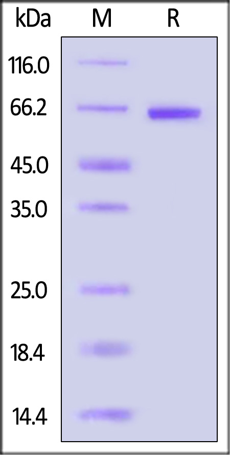 CA1-H81E3-sds