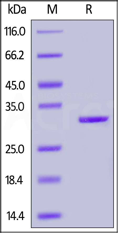 CA2-H5228-sds