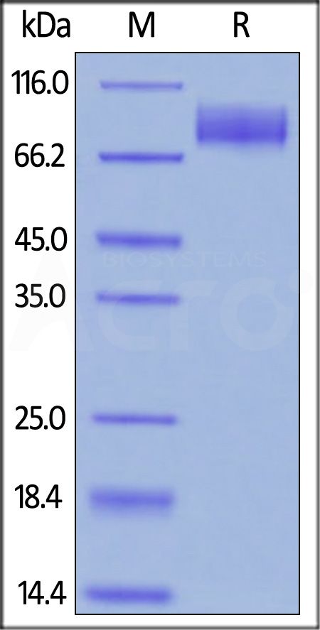 CA125 SDS-PAGE