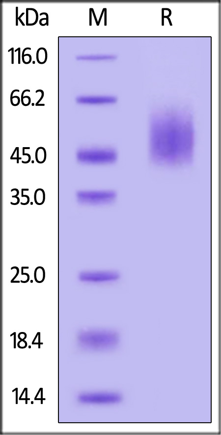 CA5-R52H3-sds