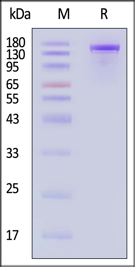 CAS9 SDS-PAGE