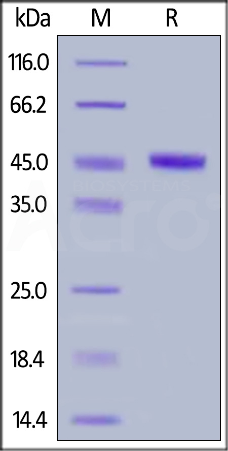 CBB-H5148-sds