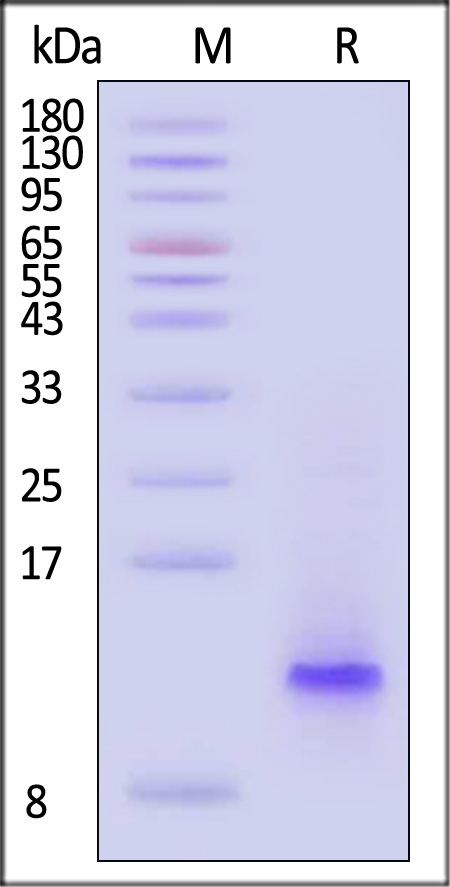 CCL20 SDS-PAGE