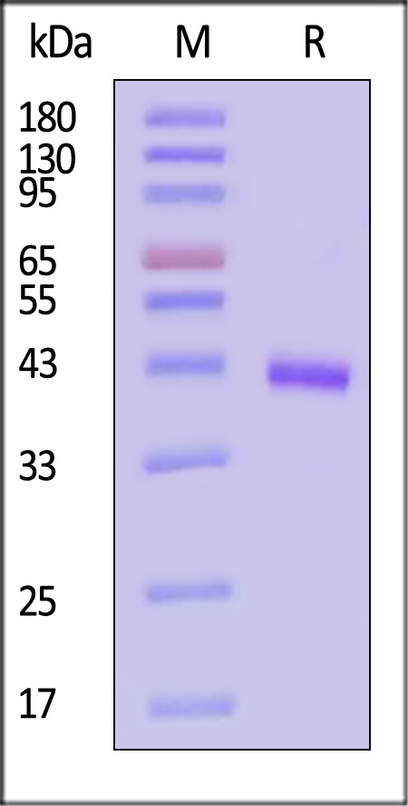 CC1-C5254-sds