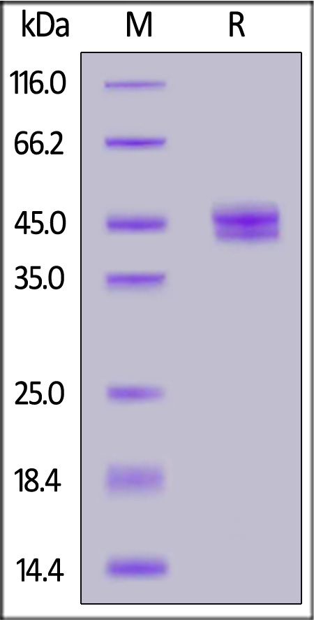 CC2-H5255-sds